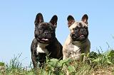 BOULEDOGUE FRANCAIS 510
